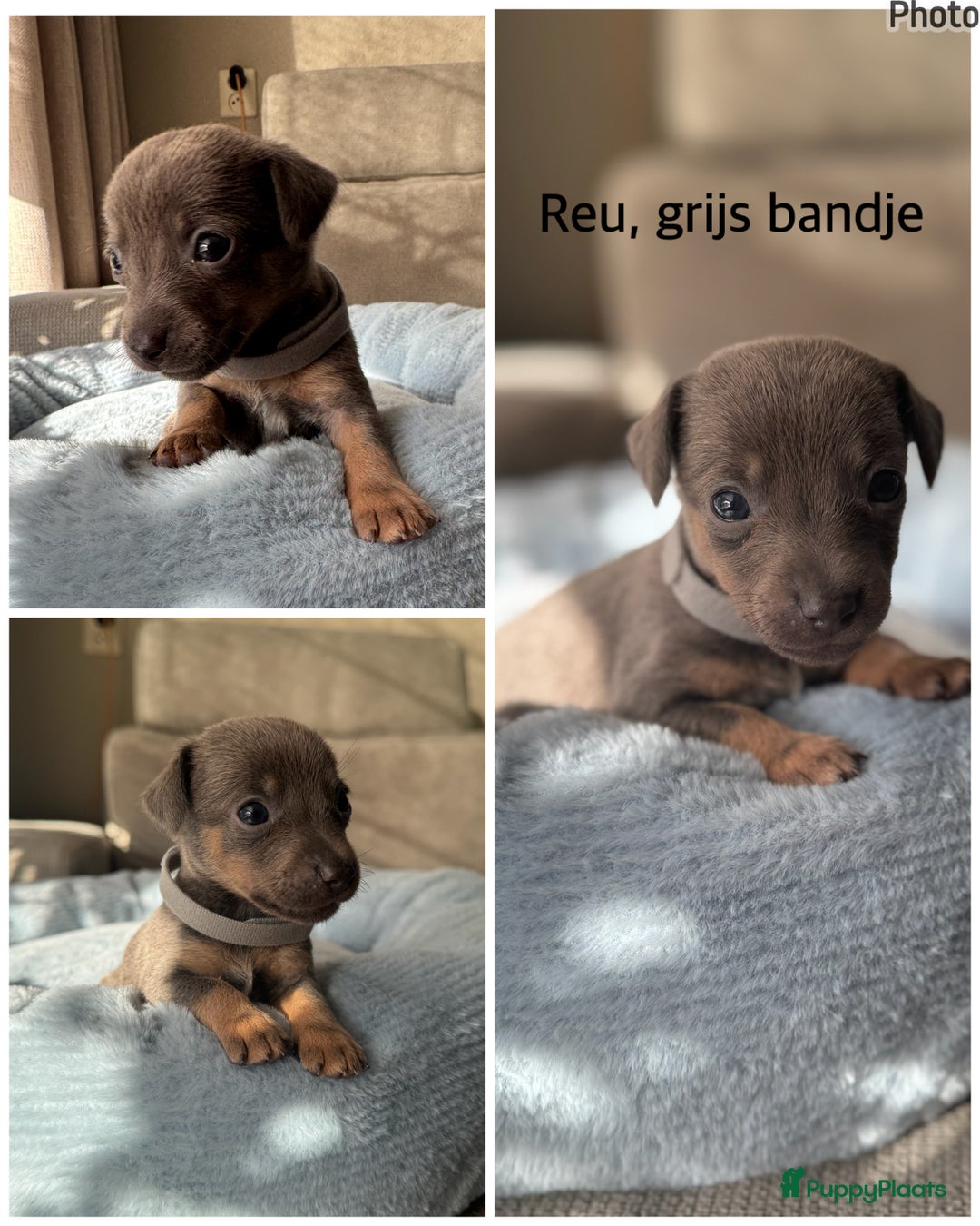 Jack Russel Terriër honden te koop: Jack russel pups - Advertentie 6