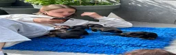 Kruising honden te koop: Black and Tan ruwhaar reutje en gladhaar - Advertentie 3