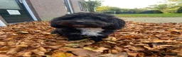 Labradoodle honden te koop: Mooie mini doodle - Advertentie 2