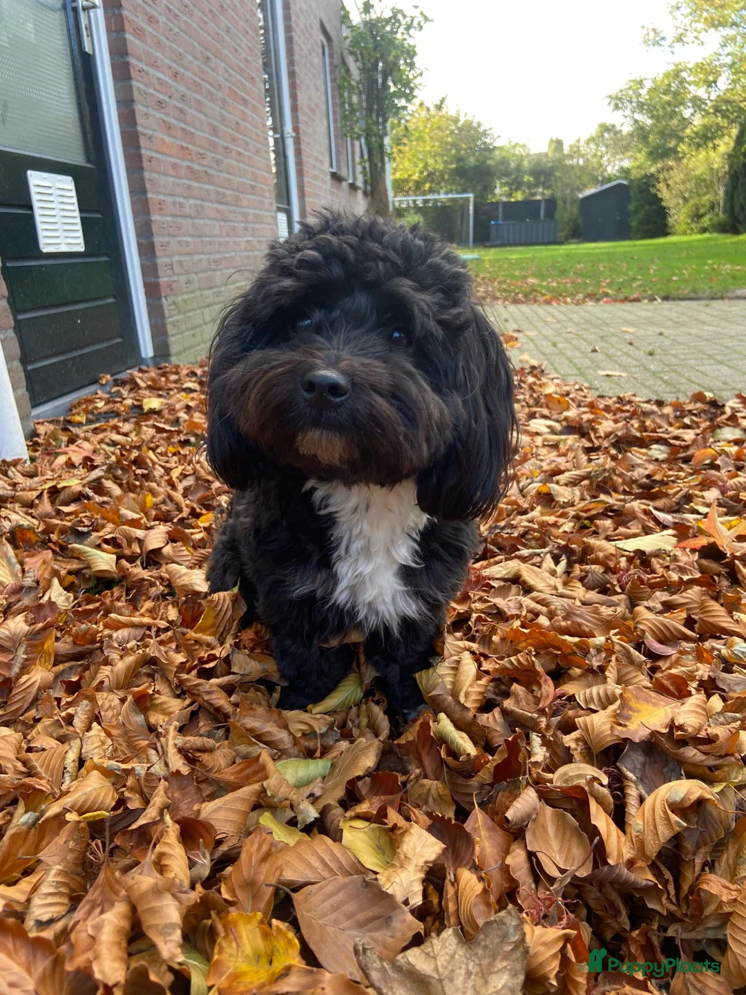 Labradoodle honden te koop: Mooie mini doodle - Advertentie 2