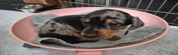 Teckel (korthaar)  honden te koop: Dwerg teckel pups - Advertentie 30
