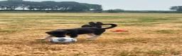 Duitse Herder honden te koop: Prachtige Oost Europese herder pups met Stamboom - Advertentie 5