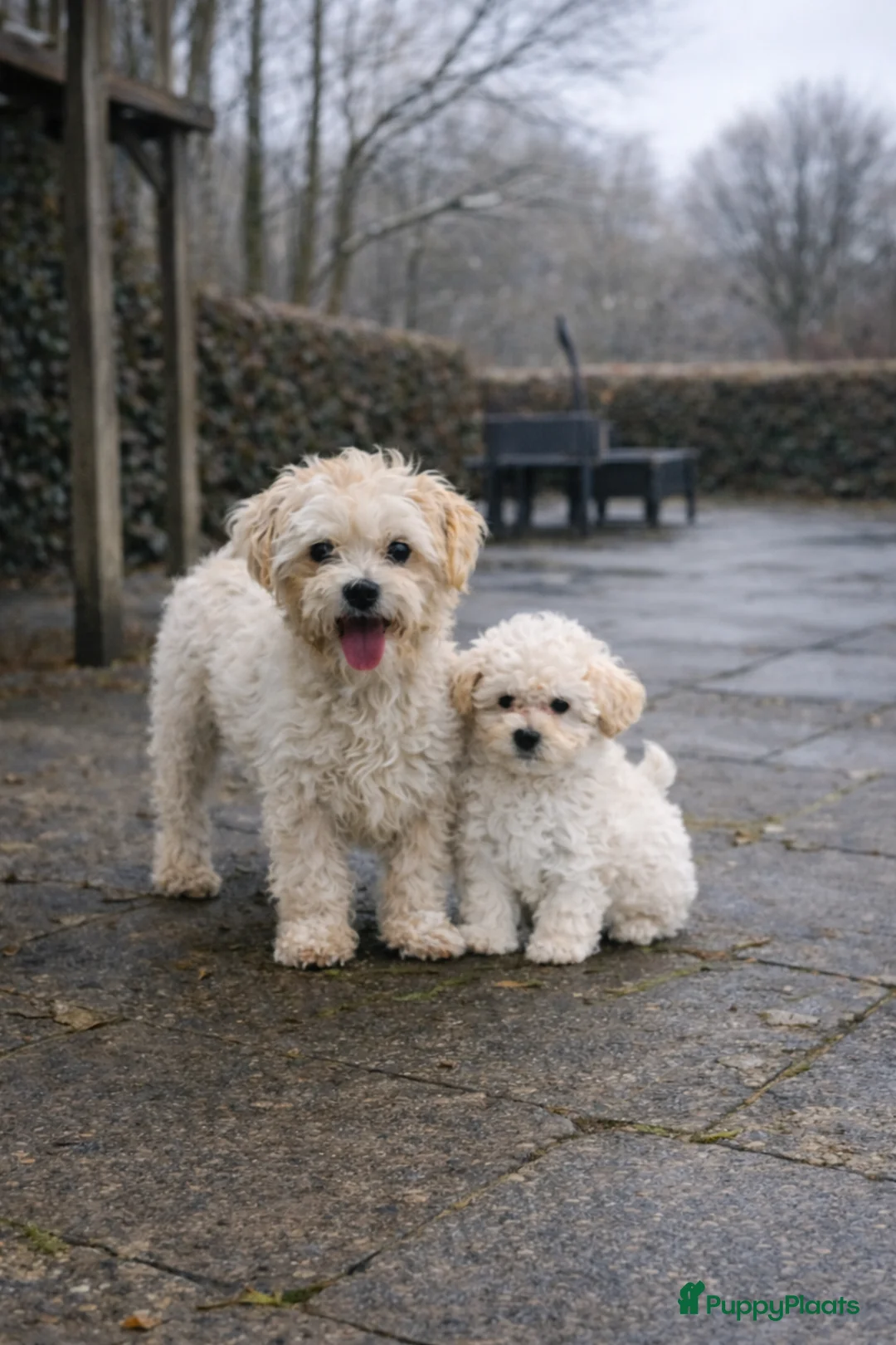 Maltipoo honden te koop: Maltipoo (Maltezer x Poedel) pup reutje - Advertentie 9