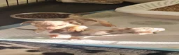 Jack Russel Terriër honden te koop: Mini merle jackrussels in Zwartewaal - Advertentie 31