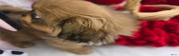 Pekingees honden te koop: Heel mooi Pekinees reutje - Advertentie 19