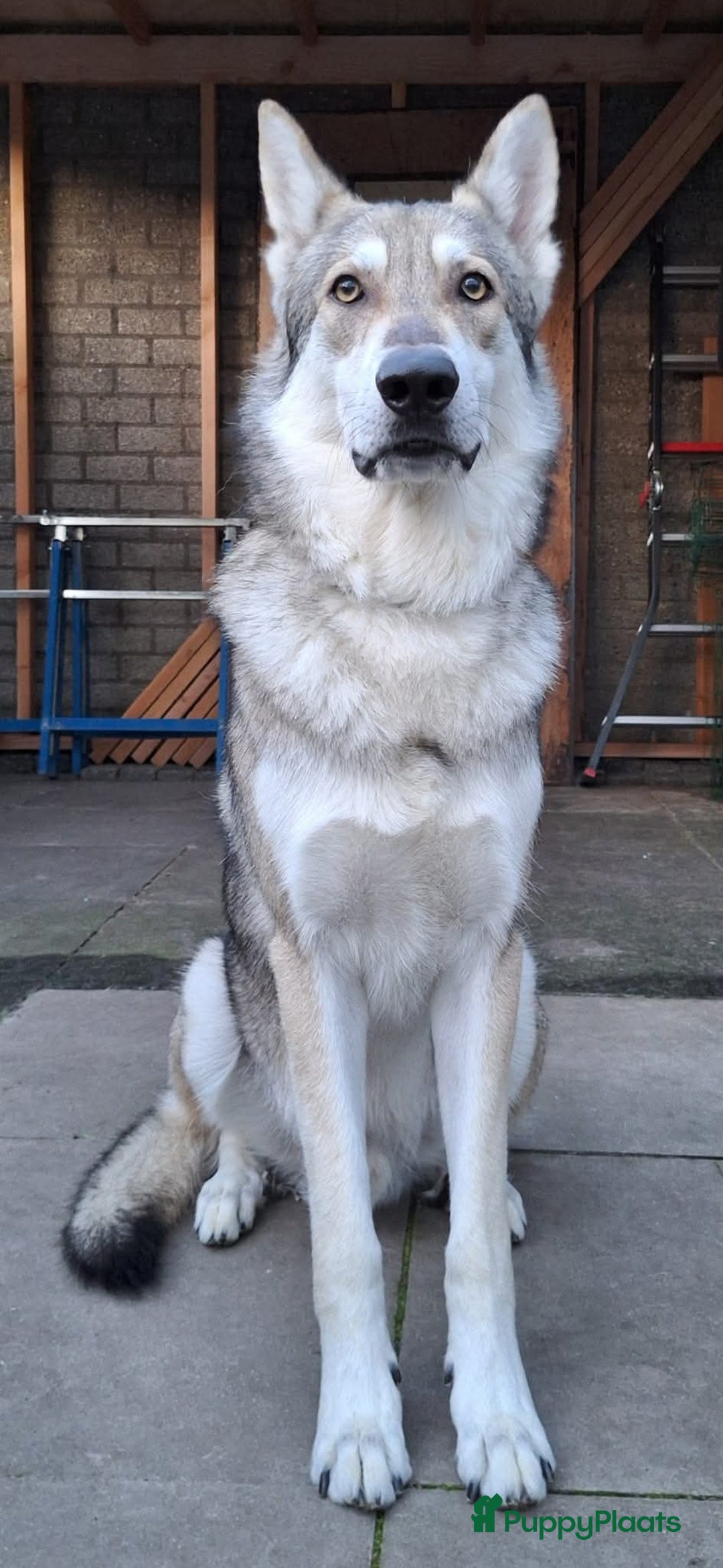 Saarlooswolfhond honden te koop: Reutje zoekt mandje - Advertentie 5