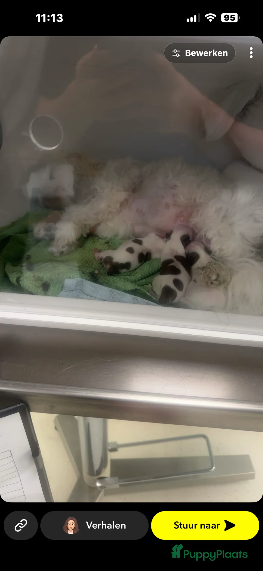 Malshi honden te koop: Puppy te koop  in Drunen - Advertentie 2