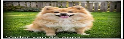 Kruising honden te koop: Pomeriaan x Westy kruising pups - Advertentie 4
