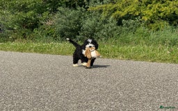 Spaanse Waterhond honden te koop: Spaanse Waterhond pups - Afbeelding 31