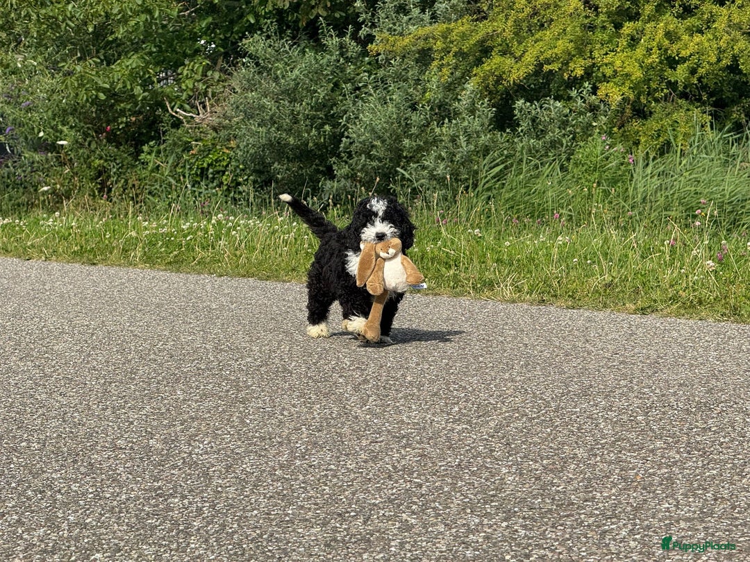 Spaanse Waterhond honden te koop: Spaanse Waterhond pups - Afbeelding 31