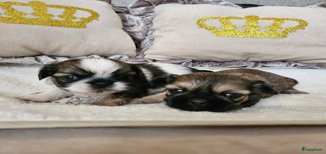 Galerij afbeelding {{count}}