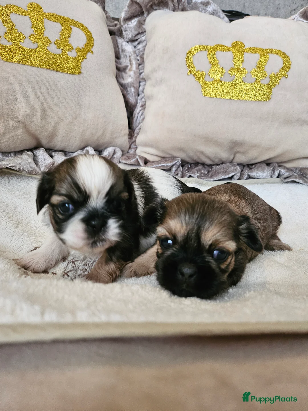 Galerij afbeelding {{count}}