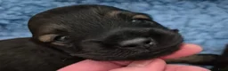 Teckel (langhaar) honden te koop: Dwergteckel laanghaar pups - Advertentie 22