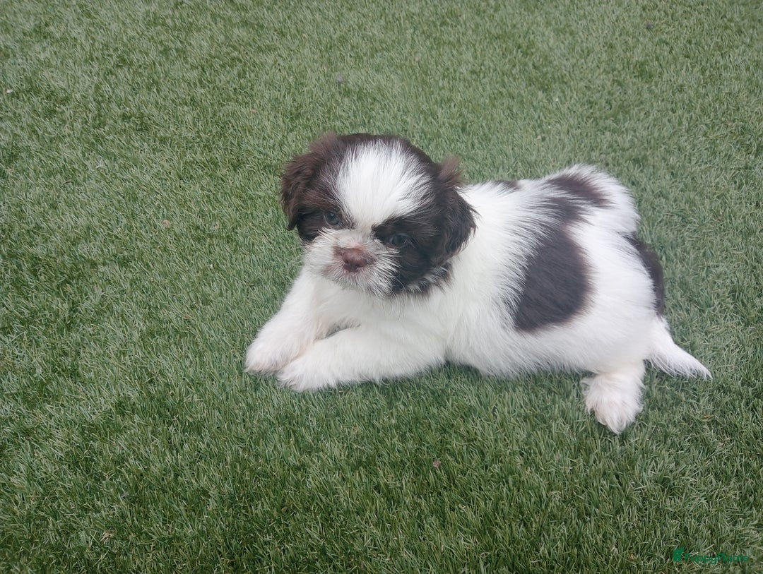 Shih Tzu honden te koop: Raszuivere Shih tzu pups nog 1 teefje en 1 reutje  - Afbeelding 14