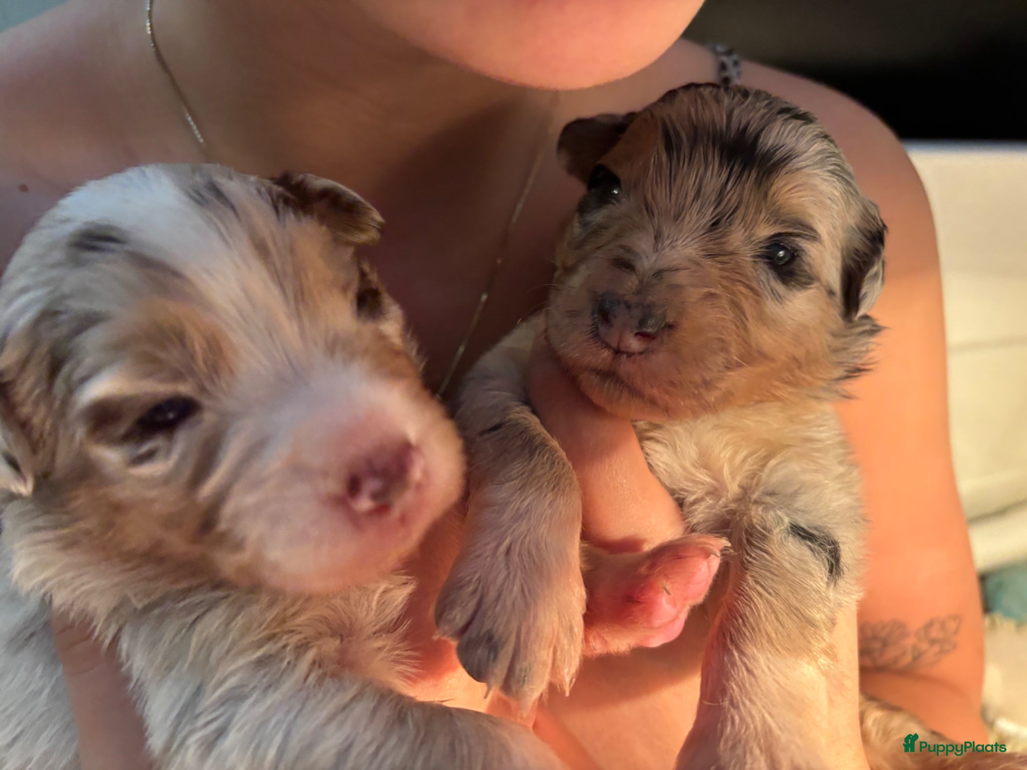 Australian Shepherd honden Australische herder pups van 17-3. 2 teven te koop - Advertentie 1