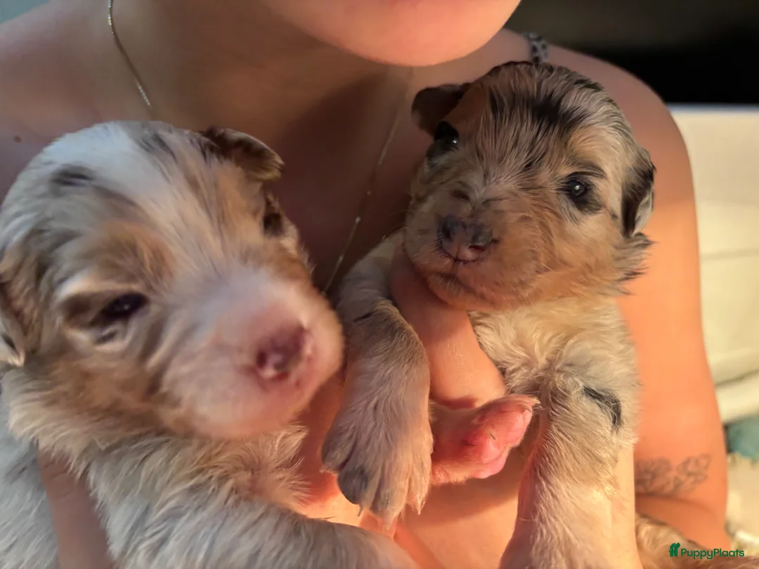 Australian Shepherd honden te koop: Australische herder pups van 17-3. 2 teven te koop - Advertentie 1