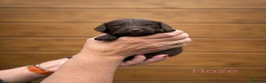 Labradoodle Puppy 9