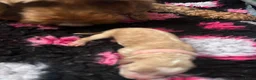 Cockapoo honden te koop: Cockapoo pups f1bb, huiselijk nestje - Advertentie 15