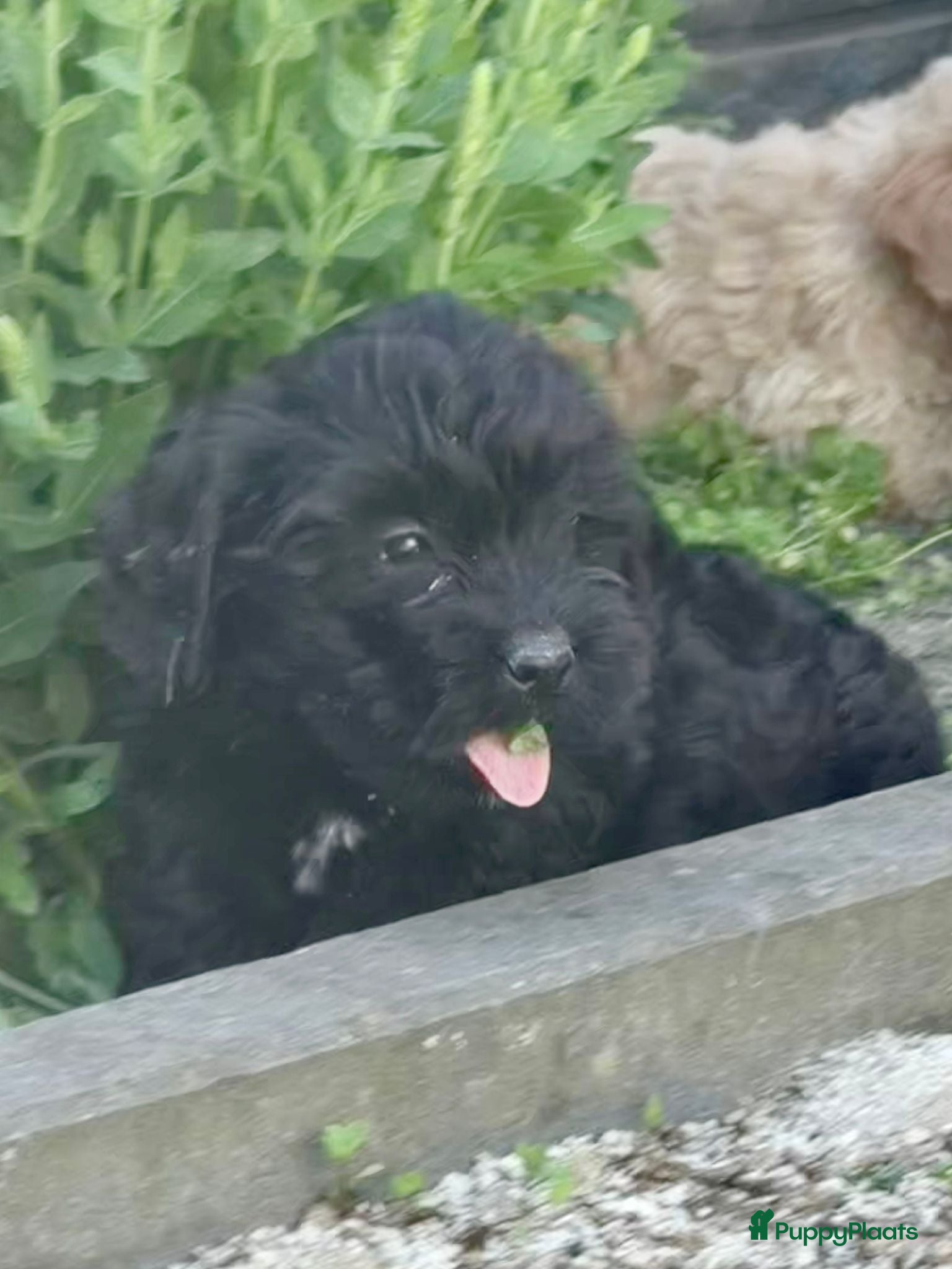 Cockapoo honden te koop: Cockapoo x boomer pups  - Advertentie 28