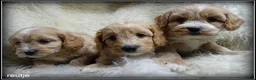 Maltipoo honden te koop: Maltipoo F1b pup reutje - Advertentie 12