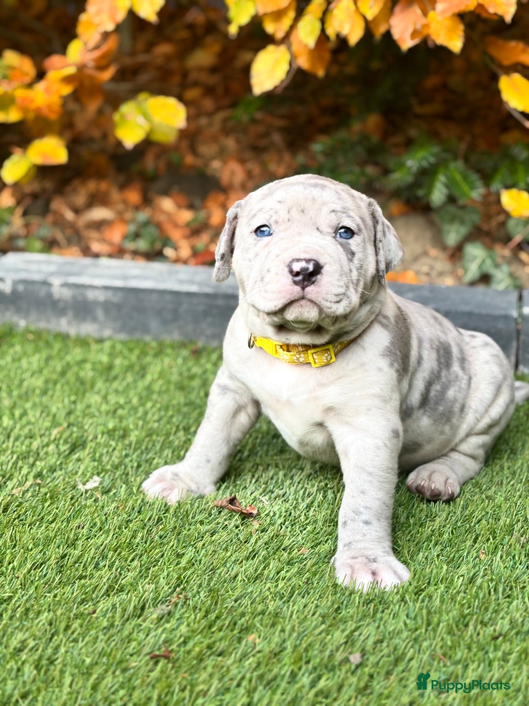 Amerikaanse Bully honden te koop: American Bully Xl pups - Advertentie 2
