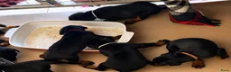 Dobermann honden te koop: Dobermann pups  - Advertentie 8