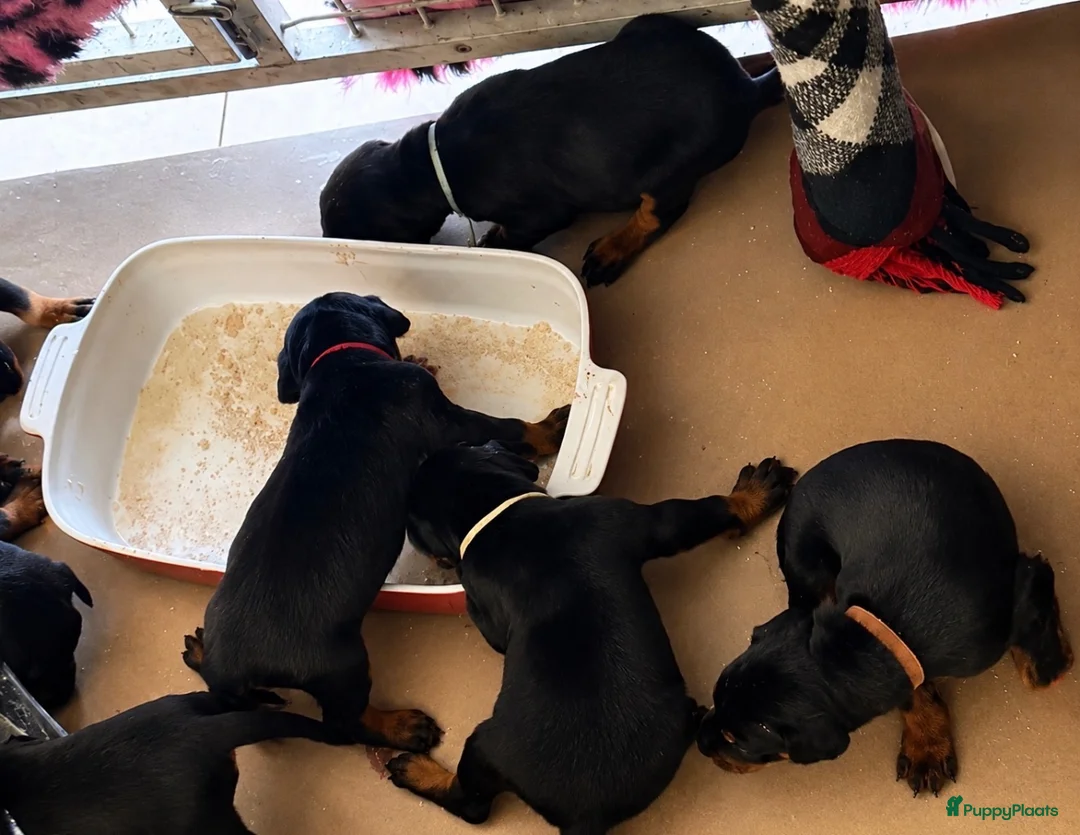 Dobermann honden te koop: Dobermann pups  - Advertentie 8