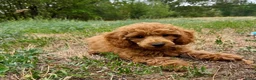 Poedel Toy honden te koop: **Bijzonder Toypoedel Reutje • 15 Weken • FCI** - Advertentie 3