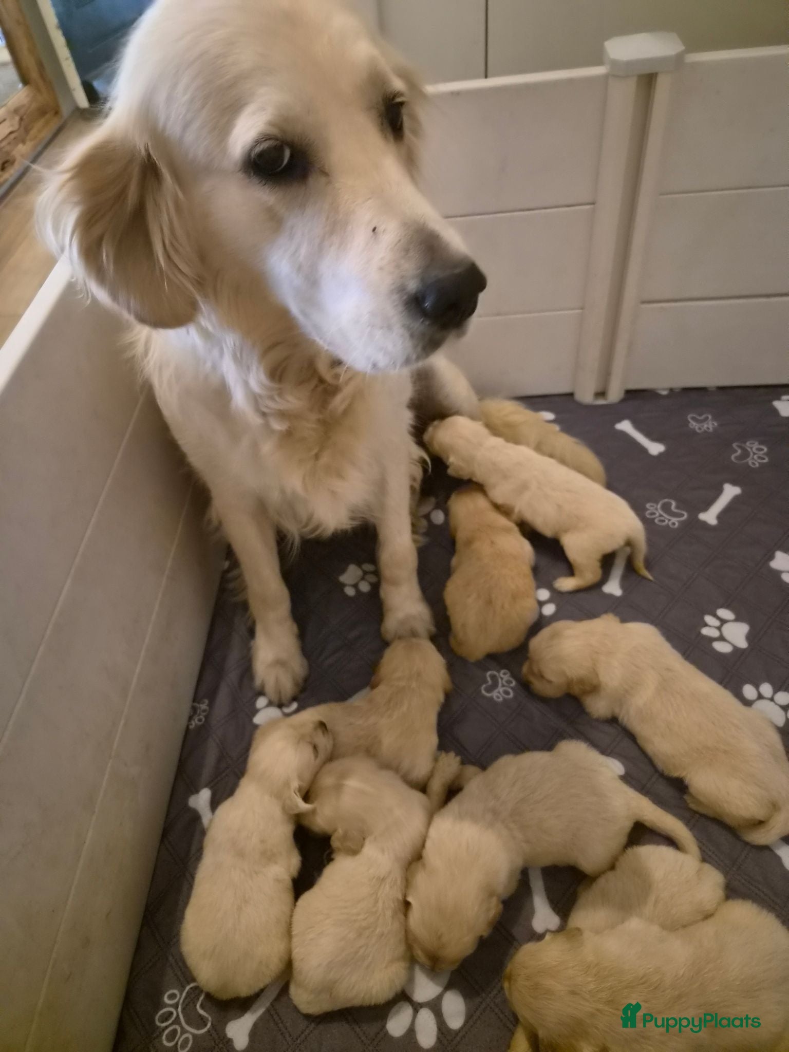 Golden Retriever honden Prachtige golden retriever pups - Advertentie 1