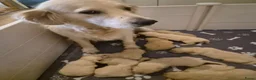 Golden Retriever honden te koop: Prachtige golden retriever pups - Advertentie 1