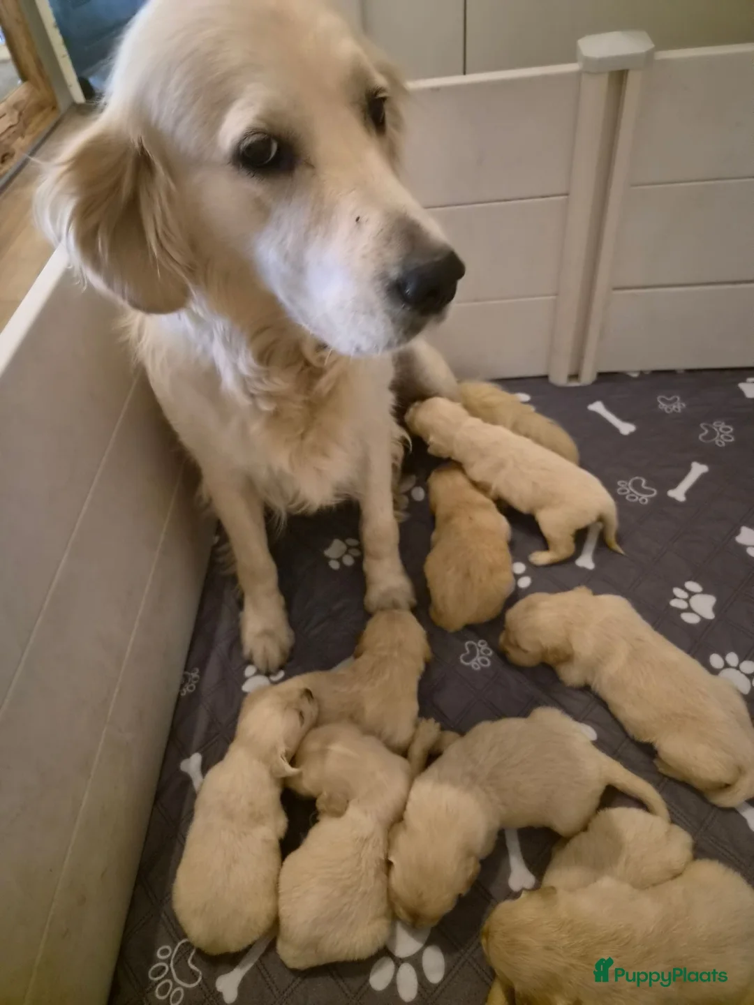 Golden Retriever honden te koop: Prachtige golden retriever pups - Advertentie 1