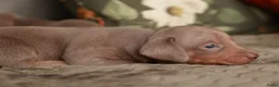 Teckel (korthaar)  honden te koop: Dwergteckel pups korthaar zoeken een fijn thuis - Advertentie 4
