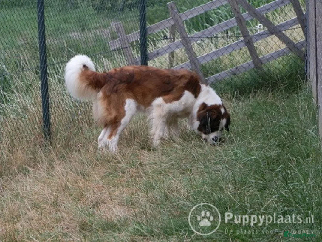 Sint Bernard honden ter dekking: deze  sintbernard reu staat ter dekking aangeboden in Velddriel - Advertentie 3