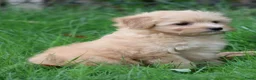 Kruising honden te koop: kruising dwergkees - Advertentie 6