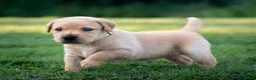 Labrador Retriever honden te koop: Labrador Retriever pups - blond en red fox - Advertentie 16