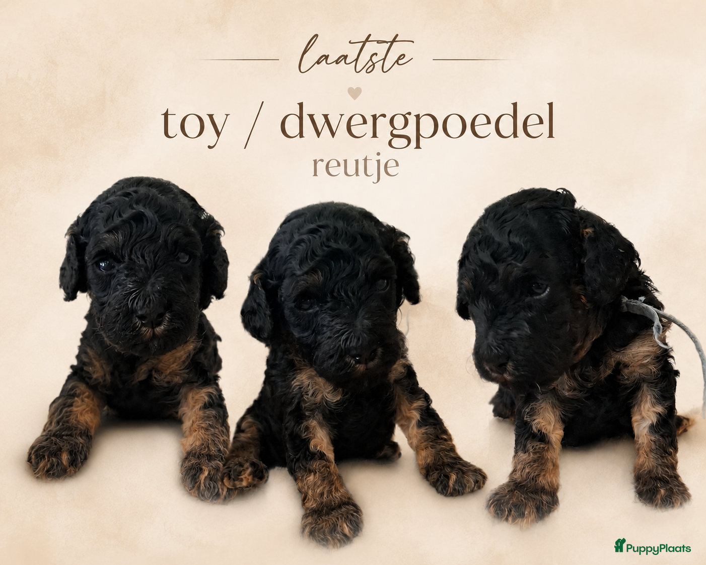 Kruising honden 🩷💙LAATSTE Toy / dwerg poedel pups STAMBOOM 🩷💙 - Advertentie 9