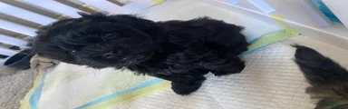 Puppy 3