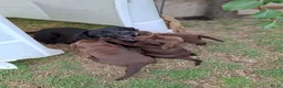 Labrador Retriever honden te koop: Raszuivere bruine labrador pups  - Advertentie 23