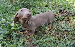 Teckel (korthaar)  honden te koop: Teckel pups mogen verhuizen - Afbeelding 10