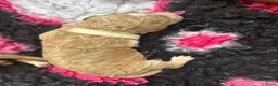 Cockapoo honden te koop: Cockapoo pups f1bb, huiselijk nestje - Advertentie 12