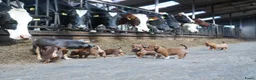 Jack Russel Terriër honden te koop: Stoere Jack Russel pups beschikbaar - Advertentie 22