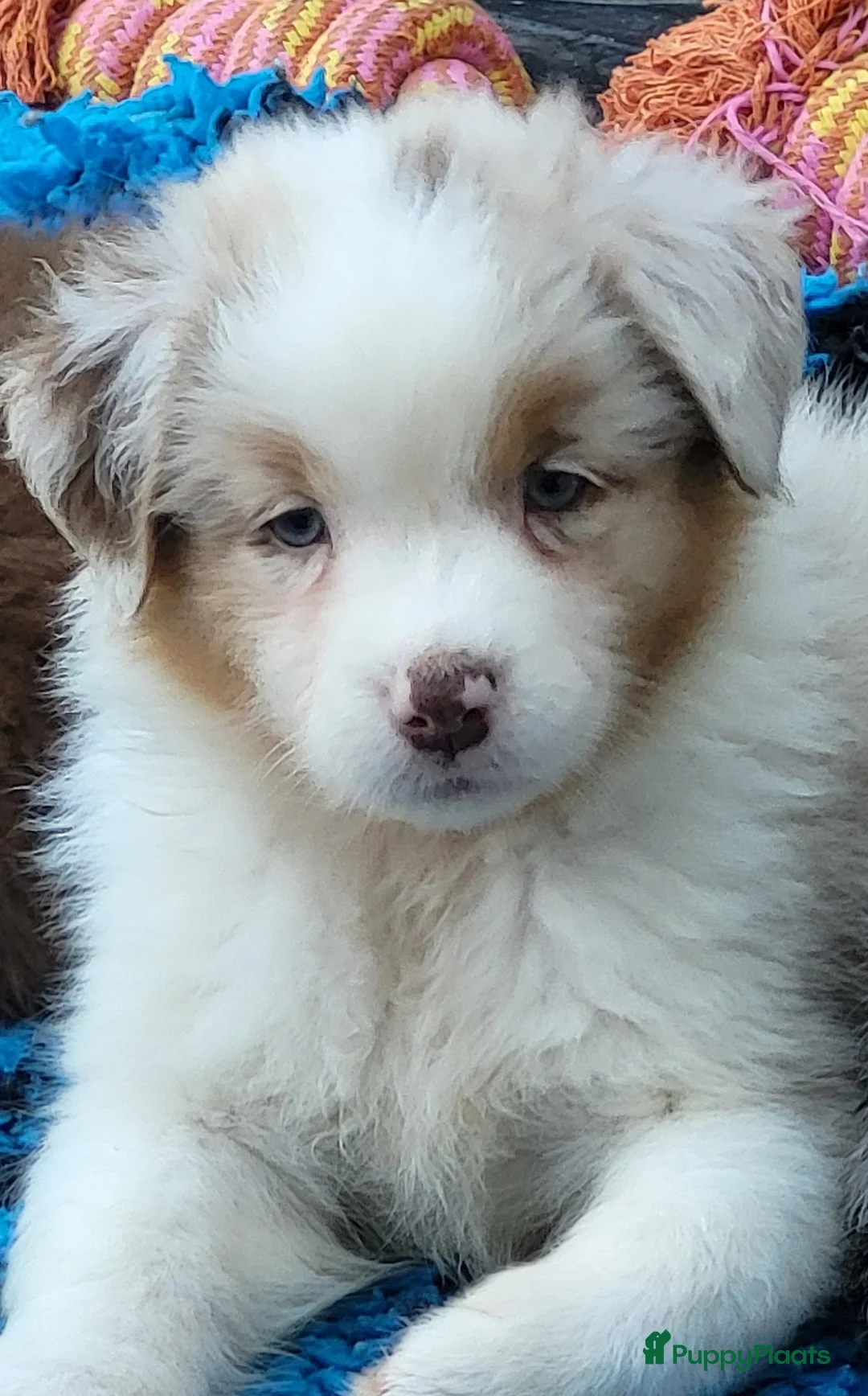 Australian Shepherd honden te koop: Red Merle Australian Shepherds, FCI stamb - Advertentie 1