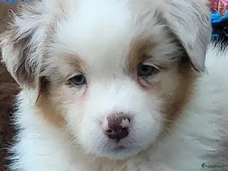 Australian Shepherd honden Red Merle Australian Shepherds, FCI stamb - Advertentie 1