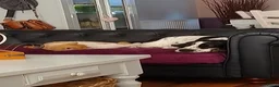 Kruising honden te koop: Een Onverwacht Sprookje 💝😊 - Advertentie 3