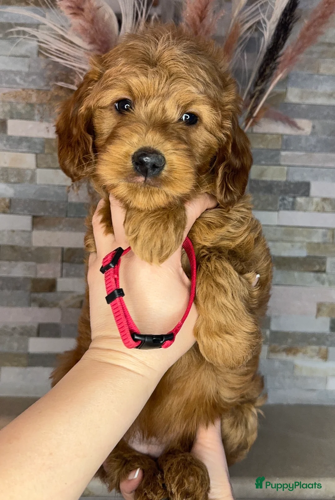 Goldendoodle honden te koop: Prachtige goldendoodle mini s  - Advertentie 4