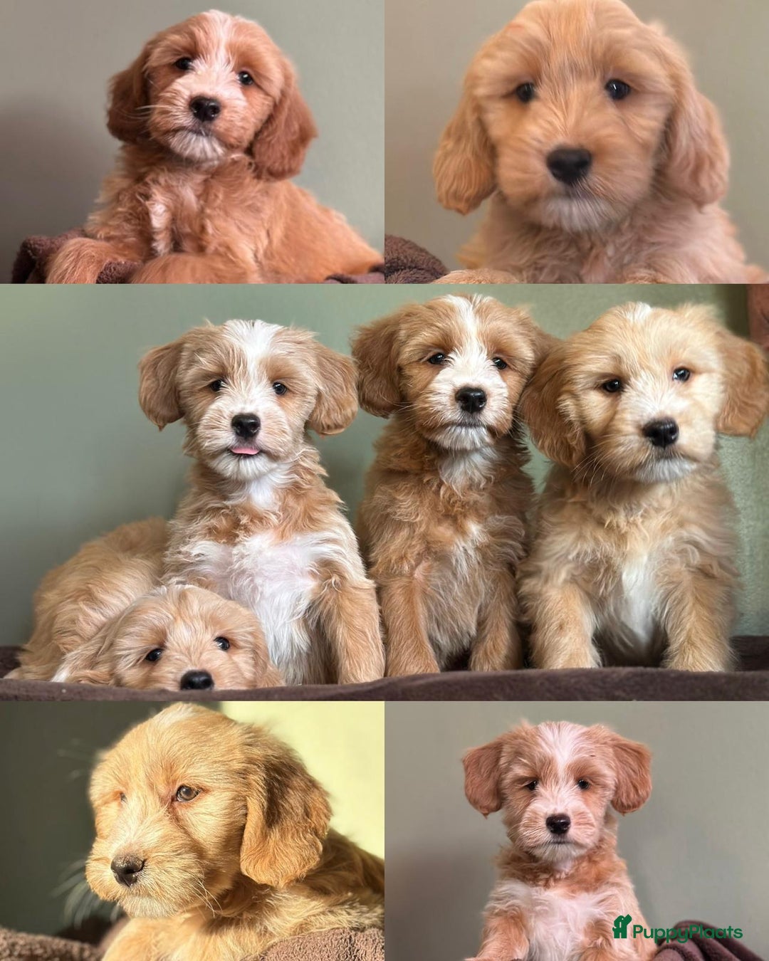 Kruising honden te koop: supergave mini tot middelgrote DOODLE PUPS - Advertentie 11