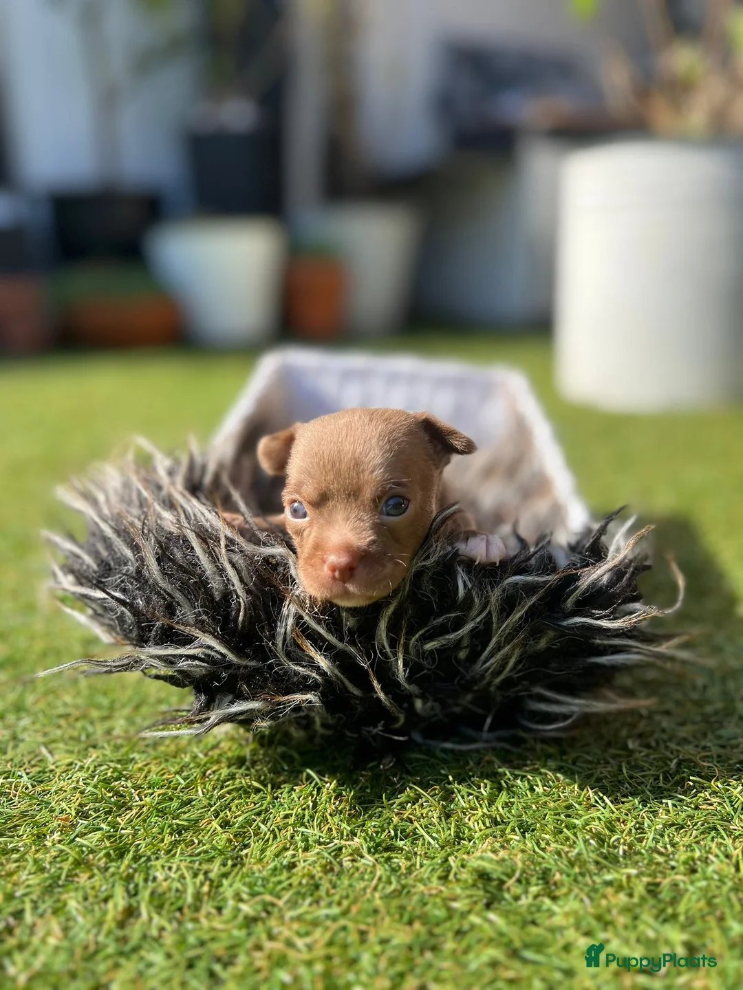 Chihuahua honden te koop:  Prachtige camel Chihuahua Reu - Advertentie 6