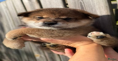 Shiba honden Shiba inu pups met stamboom van geteste ouders - Advertentie 8