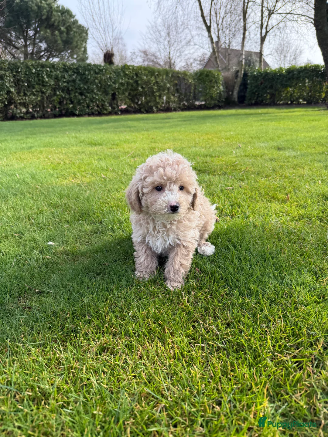 Labradoodle honden te koop: Mini Doodle (Poedel x Mini Labradoodle) pups - Advertentie 11