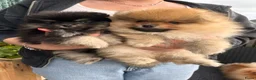 Pomeriaan honden te koop: 🌺Pomeranian 100 %🌺 - Advertentie 8